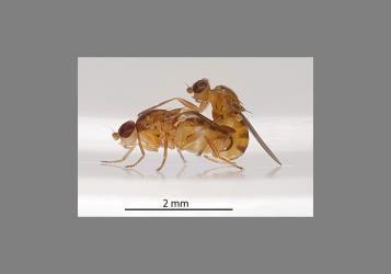 A pair of mating Hutton’s flower flies, Aphanotrigonum huttoni (Diptera: Chloropidae). Creator: Tim Holmes. © Plant & Food Research. [Image: 2GW5]