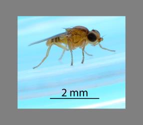 Adult male Hutton’s flower fly, Aphanotrigonum huttoni (Diptera: Chloropidae). Creator: Nicholas A. Martin. © Plant & Food Research. [Image: 2GW9]