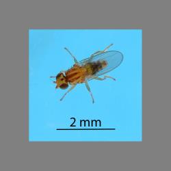 Adult male Hutton’s flower fly, Aphanotrigonum huttoni (Diptera: Chloropidae). Creator: Nicholas A. Martin. © Plant & Food Research. [Image: 2GWA]