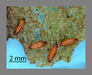 Four pupae of Hutton’s flower fly, Aphanotrigonum huttoni (Diptera: Chloropidae), the one on the left contains a parasitoid larva (Hymenoptera). Creator: Nicholas A. Martin. © Plant & Food Research. [Image: 2GWB]