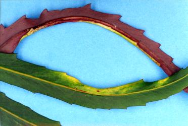 Lancewood, Pseudopanax crassifolius (Araliaceae) leaves with chlorotic (yellow areas and leaf edge roll caused by feeding of Lancewood psyllids, Trioza panacis (Hemiptera: Triozidae). Creator: Nicholas A. Martin. © Plant & Food Research. [Image: 2H53]