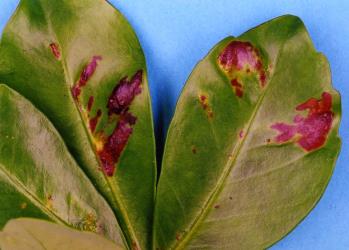 Chlorotic (red and yellow) areas on leaves of Pseudopanax lessonii (Araliaceae) caused by feeding of Lancewood psyllids, Trioza panacis (Hemiptera: Triozidae). Creator: Nicholas A. Martin. © Plant & Food Research. [Image: 2H54]