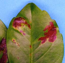 Chlorotic (red and yellow) areas on leaves of Coastal five finger, Pseudopanax lessonii (Araliaceae) caused by feeding of Lancewood psyllids, Trioza panacis (Hemiptera: Triozidae). Creator: Nicholas A. Martin. © Plant & Food Research. [Image: 2H55]