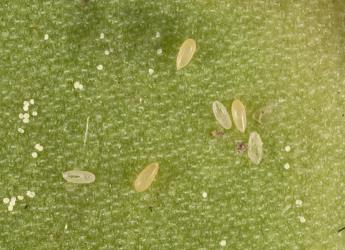 Eggs of Lancewood psyllid, Trioza panacis (Hemiptera: Triozidae) on underside of leaf. Creator: Tim Holmes. © Plant & Food Research. [Image: 2H58]