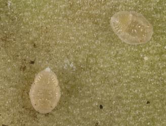 Two second stage (instar) nymph of Lancewood psyllid, Trioza panacis (Hemiptera: Triozidae) on underside of leaf. Creator: Tim Holmes. © Plant & Food Research. [Image: 2H5B]