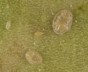 Second and third stage (instar) nymphs of Lancewood psyllid, Trioza panacis (Hemiptera: Triozidae) on underside of leaf. Creator: Tim Holmes. © Plant & Food Research. [Image: 2H5C]