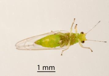 Underside of adult female Lancewood psyllid, Trioza panacis (Hemiptera: Triozidae), note the slender tip of the abdomen. Creator: Tim Holmes. © Plant & Food Research. [Image: 2H5G]