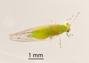 Dorsal (top) of adult female Lancewood psyllid, Trioza panacis (Hemiptera: Triozidae), note the slender tip of the abdomen. Creator: Tim Holmes. © Plant & Food Research. [Image: 2H5H]