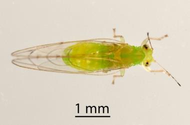 Dorsal (top) of adult male Lancewood psyllid, Trioza panacis (Hemiptera: Triozidae), note the bulbous tip of the abdomen. Creator: Tim Holmes. © Plant & Food Research. [Image: 2H5I]