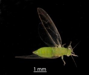 Adult female Lancewood psyllid, Trioza panacis (Hemiptera: Triozidae), note the slender tip of the abdomen. Creator: Tim Holmes. © Plant & Food Research. [Image: 2H5J]