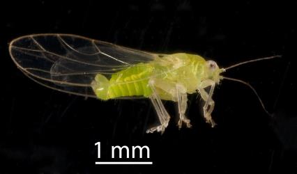 Adult male Lancewood psyllid, Trioza panacis (Hemiptera: Triozidae), note the bulbous tip of the abdomen. Creator: Tim Holmes. © Plant & Food Research. [Image: 2H5K]