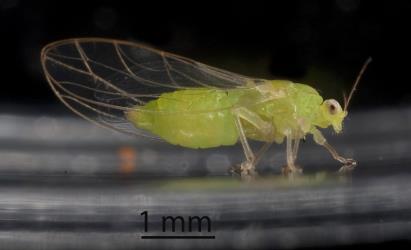 Adult female Lancewood psyllid, Trioza panacis (Hemiptera: Triozidae). Creator: Tim Holmes. © Plant & Food Research. [Image: 2H5L]