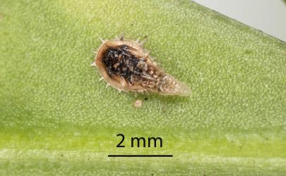 Nymph of Lancewood psyllid, Trioza panacis (Hemiptera: Triozidae) with developing fruiting bodies of a fungal pathogen, Hirsutella saussurei (Cooke) Speare (Ophiocordycipitaceae). Creator: Tim Holmes. © Plant & Food Research. [Image: 2H5S]