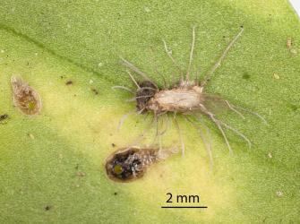 Adult Lancewood psyllid, Trioza panacis (Hemiptera: Triozidae) with fruiting bodies of a fungal pathogen, Hirsutella saussurei (Cooke) Speare (Ophiocordycipitaceae). Other nymphs with exit hole of parasitoid. Creator: Tim Holmes. © Plant & Food Research. [Image: 2H5T]