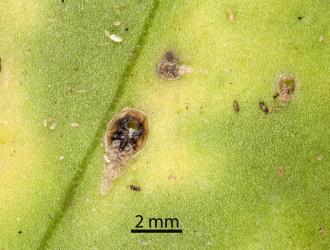 Fifth stage (instar) nymph of Lancewood psyllid, Trioza panacis (Hemiptera: Triozidae) with exit hole of an adult parasitoid. Creator: Tim Holmes. © Plant & Food Research. [Image: 2H5U]