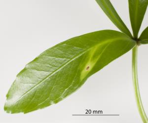 Leaf of Coastal five finger, Pseudopanax lessonii (Araliaceae) with chlorotic area and pit with a nymph of Lancewood psyllid, Trioza panacis (Hemiptera: Triozidae). Creator: Tim Holmes. © Plant & Food Research. [Image: 2H5W]