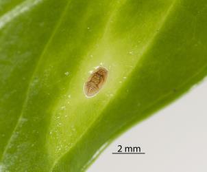 Nymph of Lancewood psyllid, Trioza panacis (Hemiptera: Triozidae) in pit on upper side of leaf of Pseudopanax lessonii. Creator: Tim Holmes. © Plant & Food Research. [Image: 2H5X]