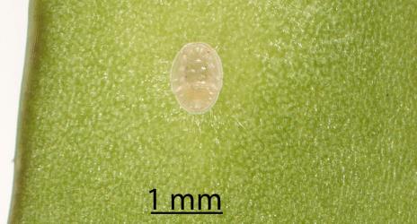 Second stage (instar) nymph of Lancewood psyllid, Trioza panacis (Hemiptera: Triozidae) on underside of leaf. Creator: Tim Holmes. © Plant & Food Research. [Image: 2H5Y]
