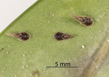Nymphs of Lancewood psyllid, Trioza panacis (Hemiptera: Triozidae) in pit on underside of leaf of Pseudopanax lessonii; note the moulted skin with skins of earlier instars attached. Creator: Tim Holmes. © Plant & Food Research. [Image: 2H60]