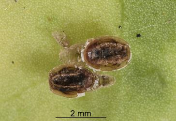 Underside of two fifth stage (instar) nymphs of Lancewood psyllid, Trioza panacis (Hemiptera: Triozidae) that have been parasitised by wasps; the upper nymph is parasitised by an endoparasitoid and the lower nymph is parasitised by an ectoparasitoid, note the black wasp pupa. Creator: Tim Holmes. © Plant & Food Research. [Image: 2H62]