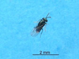 Adult female wasp parasitoid that emerged from nymph of Lancewood psyllid, Trioza panacis (Hemiptera: Triozidae). Creator: Nicholas A. Martin. © Plant & Food Research. [Image: 2H63]