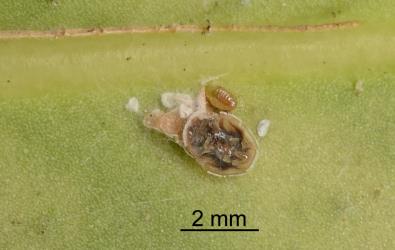 Brown pupa of wasp parasitoid from under nymph of Lancewood psyllid, Trioza panacis (Hemiptera: Triozidae). Creator: Nicholas A. Martin. © Plant & Food Research. [Image: 2H69]