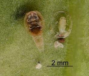 White pupa of wasp parasitoid from under nymph of Lancewood psyllid, Trioza panacis (Hemiptera: Triozidae). Creator: Nicholas A. Martin. © Plant & Food Research. [Image: 2H6A]