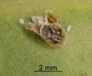 Brown pupa of wasp parasitoid from under nymph of Lancewood psyllid, Trioza panacis (Hemiptera: Triozidae). Creator: Nicholas A. Martin. © Plant & Food Research. [Image: 2H6B]