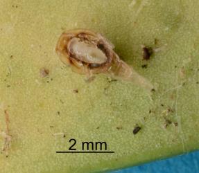 White pupa of wasp parasitoid from under nymph of Lancewood psyllid, Trioza panacis (Hemiptera: Triozidae). Creator: Nicholas A. Martin. © Plant & Food Research. [Image: 2H6C]