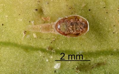 Underside of nymph of Lancewood psyllid, Trioza panacis (Hemiptera: Triozidae) with parasitoid in its body. Creator: Nicholas A. Martin. © Plant & Food Research. [Image: 2H6E]