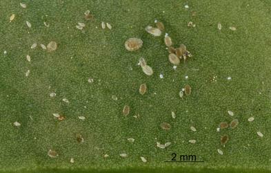 Eggs and small nymphs of Lancewood psyllid, Trioza panacis (Hemiptera: Triozidae) on underside of leaf. Creator: Nicholas A. Martin. © Plant & Food Research. [Image: 2H6F]
