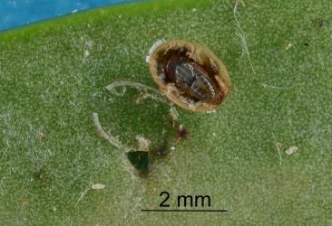 Pupa of wasp parasitoid under nymph of Lancewood psyllid, Trioza panacis (Hemiptera: Triozidae). Creator: Nicholas A. Martin. © Plant & Food Research. [Image: 2H6G]