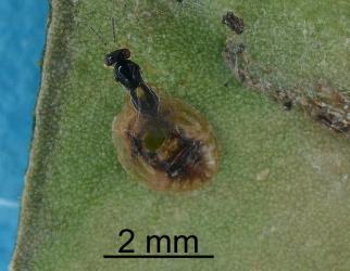 Adult female wasp parasitoid and exit hole in nymph of Lancewood psyllid, Trioza panacis (Hemiptera: Triozidae). Creator: Nicholas A. Martin. © Plant & Food Research. [Image: 2H6I]