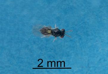 Adult female wasp parasitoid from a nymph of Lancewood psyllid, Trioza panacis (Hemiptera: Triozidae). Creator: Nicholas A. Martin. © Plant & Food Research. [Image: 2H6K]