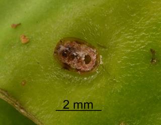 Wasp parasitoid exit hole in nymph of Lancewood psyllid, Trioza panacis (Hemiptera: Triozidae). Creator: Nicholas A. Martin. © Plant & Food Research. [Image: 2H6M]