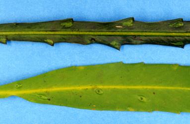 Lancewood, Pseudopanax crassifolius (Araliaceae) leaves with pit galls induced by lancewood psyllids, Trioza panacis (Hemiptera: Triozidae). Creator: Nicholas A. Martin. © Plant & Food Research. [Image: 2H6Q]