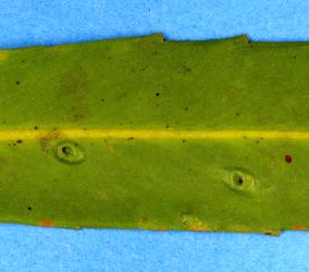 Underside of lancewood, Pseudopanax crassifolius (Araliaceae) leaf with pit galls induced by lancewood psyllids, Trioza panacis (Hemiptera: Triozidae). Creator: Nicholas A. Martin. © Plant & Food Research. [Image: 2H6R]