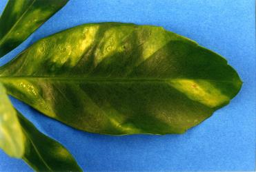 Chlorotic (yellow) areas on leaves of Pseudopanax lessonii (Araliaceae) cuased by feedong of Lancewood psyllids, Trioza panacis (Hemiptera: Triozidae). Creator: Nicholas A. Martin. © Plant & Food Research. [Image: 2H6U]