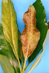 Distorted and scared leaves of karaka, Corynocarpus laevigatusi (Corynocarpaceae), caused by feeding of karaka gall mite, Aculus corynocarpi (Acari: Eriophyidae). Creator: Nicholas A. Martin. © Plant & Food Research. [Image: 2HF1]