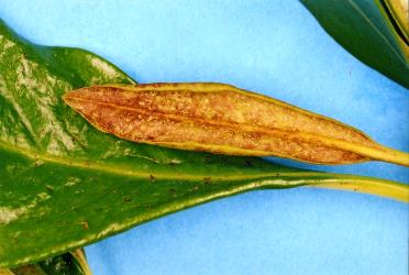 Distorted and scared leaves of karaka, Corynocarpus laevigatusi (Corynocarpaceae), caused by feeding of karaka gall mite, Aculus corynocarpi (Acari: Eriophyidae). Creator: Nicholas A. Martin. © Plant & Food Research. [Image: 2HF2]