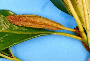 Distorted and scared leaves of karaka, Corynocarpus laevigatusi (Corynocarpaceae), caused by feeding of karaka gall mite, Aculus corynocarpi (Acari: Eriophyidae). Creator: Nicholas A. Martin. © Plant & Food Research. [Image: 2HF3]