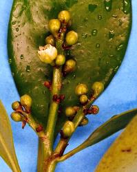 Flower buds of karaka, Corynocarpus laevigatusi (Corynocarpaceae). Creator: Nicholas A. Martin. © Plant & Food Research. [Image: 2HF4]