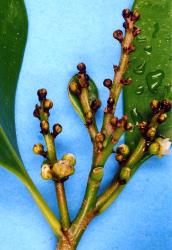 Scaring of stalks and blackening of flower buds of karaka, Corynocarpus laevigatusi (Corynocarpaceae), caused by feeding of karaka gall mite, Aculus corynocarpi (Acari: Eriophyidae). Creator: Nicholas A. Martin. © Plant & Food Research. [Image: 2HF6]