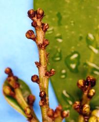 Scaring of stalks and blackening of flower buds of karaka, Corynocarpus laevigatusi (Corynocarpaceae), caused by feeding of karaka gall mite, Aculus corynocarpi (Acari: Eriophyidae). Creator: Nicholas A. Martin. © Plant & Food Research. [Image: 2HF8]