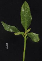 Distorted young leaves of karaka, Corynocarpus laevigatusi (Corynocarpaceae), caused by feeding of karaka gall mite, Aculus corynocarpi (Acari: Eriophyidae). Creator: Tim Holmes. © Plant & Food Research. [Image: 2HF9]