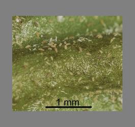 Karaka gall mite, Aculus corynocarpi (Acari: Eriophyidae) on the underside of a young leaf of karaka, Corynocarpus laevigatusi (Corynocarpaceae). Creator: Tim Holmes. © Plant & Food Research. [Image: 2HFE]