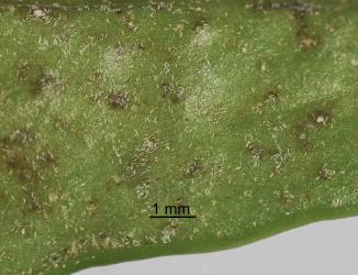 Karaka gall mite, Aculus corynocarpi (Acari: Eriophyidae) on the underside of a young leaf of karaka, Corynocarpus laevigatusi (Corynocarpaceae): note the white moulted skins. Creator: Tim Holmes. © Plant & Food Research. [Image: 2HFF]