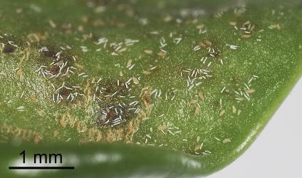 Karaka gall mite, Aculus corynocarpi (Acari: Eriophyidae) on the underside of a young leaf of karaka, Corynocarpus laevigatusi (Corynocarpaceae): note the white moulted skins. Creator: Tim Holmes. © Plant & Food Research. [Image: 2HFG]