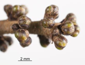 Damage to flower buds of karaka, Corynocarpus laevigatusi (Corynocarpaceae), from feeding by karaka gall mite, Aculus corynocarpi (Acari: Eriophyidae). Creator: Nicholas A. Martin. © Plant & Food Research. [Image: 2HFI]