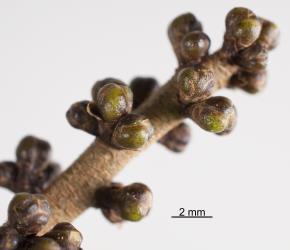 Damage to flower buds of karaka, Corynocarpus laevigatusi (Corynocarpaceae), from feeding by karaka gall mite, Aculus corynocarpi (Acari: Eriophyidae). Creator: Nicholas A. Martin. © Plant & Food Research. [Image: 2HFK]